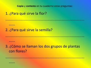 Copia y contesta en tu cuaderno estas preguntas:

1. ¿Para qué sirve la flor?
.............................................................................
   ......
2. ¿Para qué sirve la semilla?
.............................................................................
   ......
3. ¿Cómo se llaman los dos grupos de plantas
   con flores?
.............................................................................
   ......
 