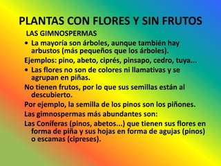 PLANTAS CON FLORES Y SIN FRUTOS
 LAS GIMNOSPERMAS
• La mayoría son árboles, aunque también hay
  arbustos (más pequeños que los árboles).
Ejemplos: pino, abeto, ciprés, pinsapo, cedro, tuya...
• Las flores no son de colores ni llamativas y se
  agrupan en piñas.
No tienen frutos, por lo que sus semillas están al
  descubierto.
Por ejemplo, la semilla de los pinos son los piñones.
Las gimnospermas más abundantes son:
Las Coníferas (pinos, abetos...) que tienen sus flores en
  forma de piña y sus hojas en forma de agujas (pinos)
  o escamas (cipreses).
 