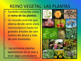 REINO VEGETAL: LAS PLANTAS
• También conocido como
  el reino de las plantas.
• Un mundo enorme que
  abarca desde seres vivos
  microscópicos hasta los
  grandes árboles de cien
  metros de altura y más
  de cien toneladas.

• Las primeras plantas
  aparecieron en el mar y
  eran algas unicelulares
 