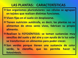 LAS PLANTAS: CARACTERÍSTICAS
Son organismos pluricelulares: sus células se agrupan
 en tejidos que realizan distintas funciones.
Viven fijas en el suelo sin desplazarse.
Tienen nutrición autótrofa, es decir, las plantas no se
 alimentan de otros seres vivos, fabrican su propio
 alimento.
Realizan la FOTOSÍNTESIS: se toman sustancias muy
 sencillas del suelo y del aire y con ayuda de la luz solar
 se transforman en alimentos para poder crecer.
Son verdes porque tienen una sustancia de color
 verde, la clorofila, que les permite hacer la
 fotosíntesis.
 