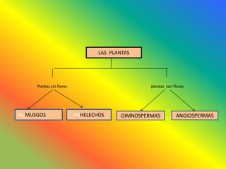 LAS PLANTAS




     Plantas sin flores                            plantas con flores




muMUSGOS                  HEHELECHOS      GIMNOSPERMAS          ANGIOSPERMAS
 