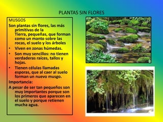 PLANTAS SIN FLORES
MUSGOS
Son plantas sin flores, las más
   primitivas de la
   Tierra, pequeñas, que forman
   como un manto sobre las
   rocas, el suelo y los árboles
• Viven en zonas húmedas.
• Son muy sencillos: no tienen
   verdaderas raíces, tallos y
   hojas.
• Tienen células llamadas
   esporas, que al caer al suelo
   forman un nuevo musgo.
Importancia:
A pesar de ser tan pequeños son
   muy importantes porque son
   los primeros que aparecen en
   el suelo y porque retienen
   mucha agua.
 