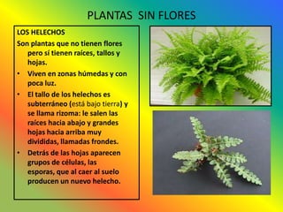PLANTAS SIN FLORES
LOS HELECHOS
Son plantas que no tienen flores
   pero sí tienen raíces, tallos y
   hojas.
• Viven en zonas húmedas y con
   poca luz.
• El tallo de los helechos es
   subterráneo (está bajo tierra) y
   se llama rizoma: le salen las
   raíces hacia abajo y grandes
   hojas hacia arriba muy
   divididas, llamadas frondes.
• Detrás de las hojas aparecen
   grupos de células, las
   esporas, que al caer al suelo
   producen un nuevo helecho.
 