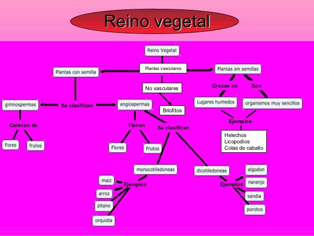 Reino vegetal