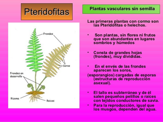 Reino vegetal