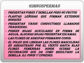 GIMNOSPERMAS
 PRESENTAN FORES Y SEMILLAR PERO NO FRUTOS
 PLANTAS LEÑOSAS QUE FORMAN EXTENSOS
BOSQUES
 PRESENTAN VASOS CONDUCTORES LLAMADOS
TRAQUEIDAS.
 POSEEN HOJAS ACICULARES EN FORMA DE
AGUJA, ALGUNAS HOJAS PRESENTAN ESCAMAS.
 LAS FLORES SE AGRUPAN FORMANDO CONOS.
 EL POLEN QUE LIBERAN LAS FLORES MASCULINAS
ES ARRASTRADO POR EL VIENTO HASTA BLAS
FLORES FEMENINAS DONDE OCURRE LA
FECUNDACIÓN QUE DA COMO RESULTADO LA
SEMILLA. EJ: pinos y cipreses.
 