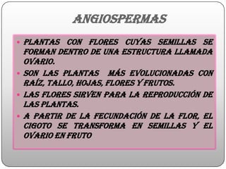 angiospermas
 Plantas con flores cuyas semillas se
forman dentro de una estructura llamada
ovario.
 Son las plantas más evolucionadas con
raíz, tallo, hojas, flores y frutos.
 Las flores sirven para la reproducción de
las plantas.
 A partir de la fecundación de la flor, el
cigoto se transforma en semillas y el
ovario en fruto
 