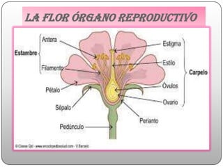 La flor órgano reproductivo
 