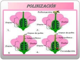 polinización
 