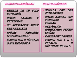 Monocotiledóneas dicotiledóneas
 Semilla de un solo
cotiledón
 Hojas largas y
estrechas
 Su nerviación suele
ser paralela
 Raíces fibrosas
(fasciculadas)
 Flores con 3 pétalos
o múltiplos de 3
 Semilla con dos
cotiledones
 Hojas anchas con
variedad de
formas
 Nerviación
ramificada, pennin
ervias.
 Raíces pivotantes
 Flores con 4 o 5
pétalos o
múltiplos de 4 o 5.
 