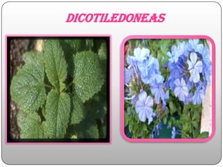 dicotiledoneas
 