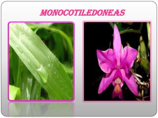 monocotiledoneas
 