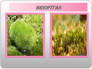 briofitas
 