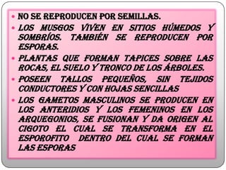  No se reproducen por semillas.
 Los musgos viven en sitios húmedos y
sombríos. También se reproducen por
esporas.
 Plantas que forman tapices sobre las
rocas, el suelo y tronco de los árboles.
 Poseen tallos pequeños, sin tejidos
conductores y con hojAS SENCILLAS
 LOS GAMETOS MASCULINOS SE PRODUCEN EN
LOS ANTERIDIOS Y LOS FEMENINOS EN LOS
ARQUEGONIOS, SE FUSIONAN Y DA ORIGEN AL
CIGOTO EL CUAL SE TRANSFORMA EN EL
ESPOROFITO DENTRO DEL CUAL SE FORMAN
LAS ESPORAS
 