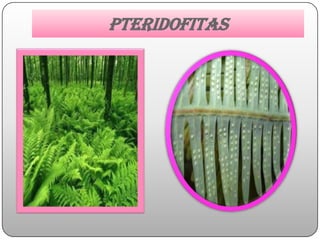 PTERIDOFITAS
 