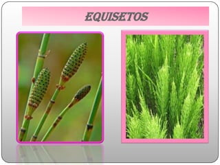EQUISETOS
 