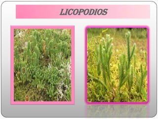 LICOPODIOS
 