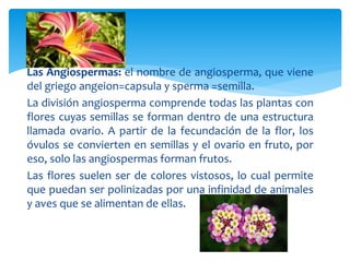 Las Angiospermas: el nombre de angiosperma, que viene 
del griego angeion=capsula y sperma =semilla. 
La división angiosperma comprende todas las plantas con 
flores cuyas semillas se forman dentro de una estructura 
llamada ovario. A partir de la fecundación de la flor, los 
óvulos se convierten en semillas y el ovario en fruto, por 
eso, solo las angiospermas forman frutos. 
Las flores suelen ser de colores vistosos, lo cual permite 
que puedan ser polinizadas por una infinidad de animales 
y aves que se alimentan de ellas. 
 