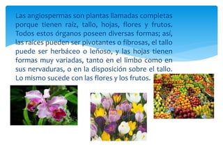 Las angiospermas son plantas llamadas completas 
porque tienen raíz, tallo, hojas, flores y frutos. 
Todos estos órganos poseen diversas formas; así, 
las raíces pueden ser pivotantes o fibrosas, el tallo 
puede ser herbáceo o leñoso, y las hojas tienen 
formas muy variadas, tanto en el limbo como en 
sus nervaduras, o en la disposición sobre el tallo. 
Lo mismo sucede con las flores y los frutos. 
 