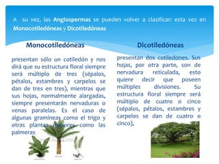 A su vez, las Angiospermas se pueden volver a clasificar: esta vez en 
Monocotiledóneas y Dicotiledóneas 
Monocotiledóneas 
presentan sólo un cotiledón y nos 
dirá que su estructura floral siempre 
será múltiplo de tres (sépalos, 
pétalos, estambres y carpelos se 
dan de tres en tres), mientras que 
sus hojas, normalmente alargadas, 
siempre presentarán nervaduras o 
venas paralelas. Es el caso de 
algunas gramíneas como el trigo y 
otras plantas mayores como las 
palmeras 
Dicotiledóneas 
presentan dos cotiledones. Sus 
hojas, por otra parte, son de 
nervadura reticulada, esto 
quiere decir que poseen 
múltiples divisiones. Su 
estructura floral siempre será 
múltiplo de cuatro o cinco 
(sépalos, pétalos, estambres y 
carpelos se dan de cuatro o 
cinco), 
 