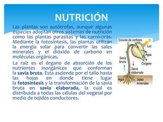 NUTRICIÓN 
Las plantas son autótrofas, aunque algunas 
especies adoptan otros sistemas de nutrición 
como las plantas parasitas y las carnívoras. 
Mediante la fotosíntesis, las plantas utilizan 
la energía solar para convertir las sales 
minerales y el dióxido de carbono en 
moléculas orgánicas. 
La raíz es el órgano de absorción de los 
nutrientes inorgánicos que conforman 
la savia bruta. Esta asciende por el tallo hasta 
las hojas en donde tiene lugar 
la fotosíntesis y la transformación de la savia 
bruta en savia elaborada, la cual es 
distribuida a todas las células del vegetal por 
medio de tejidos conductores. 
 