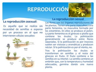 REPRODUCCIÓN 
La reproducción asexual: 
Es aquella que se realiza sin 
necesidad de semillas o esporas 
por un proceso en el que no 
intervienen células sexuales: 
La reproducción sexual 
Las flores son los órganos reproductores de 
las plantas. Tienen una parte masculina y una 
parte femenina. La masculina formada por 
los estambres. En ellos se produce el polen. 
La parte femenina es el gineceo o pistilo que 
contiene los óvulos. La polinización 
generalmente se produce entre flores 
separadas. Si la polinización es por insectos 
suelen ser vistosas y aromáticas y producen 
néctar. Si la polinización es por el viento, no. 
Tras la polinización los óvulos se 
transforman en semillas y el resto del 
gineceo en fruto. El fruto contiene a las 
semillas en su interior. La semilla contiene un 
embrión que, con la temperatura y humedad 
adecuadas, germina dando una nueva 
planta. 
 