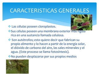 CARACTERISTICAS GENERALES 
 Las células poseen cloroplastos. 
Sus células poseen una membrana exterior más rígida 
rica en una sustancia llamada celulosa. 
 Son autótrofos; esto quiere decir que fabrican su 
propio alimento y lo hacen a partir de la energía solar, 
el dióxido de carbono del aire, las sales minerales y el 
agua. (Este proceso se llama fotosíntesis). 
No pueden desplazarse por sus propios medios 
 