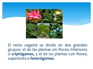 El reino vegetal se divide en dos grandes 
grupos: el de las plantas sin flores; inferiores 
o criptógamas, y el de las plantas con flores; 
superiores o fanerógamas. 
 