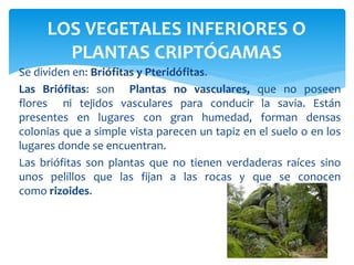 LOS VEGETALES INFERIORES O 
PLANTAS CRIPTÓGAMAS 
Se dividen en: Briófitas y Pteridófitas. 
Las Briófitas: son Plantas no vasculares, que no poseen 
flores ni tejidos vasculares para conducir la savia. Están 
presentes en lugares con gran humedad, forman densas 
colonias que a simple vista parecen un tapiz en el suelo o en los 
lugares donde se encuentran. 
Las briófitas son plantas que no tienen verdaderas raíces sino 
unos pelillos que las fijan a las rocas y que se conocen 
como rizoides. 
 