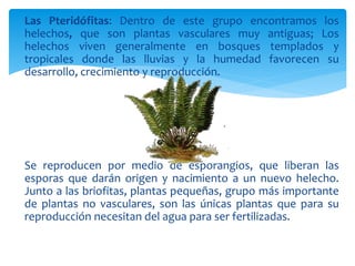 Las Pteridófitas: Dentro de este grupo encontramos los 
helechos, que son plantas vasculares muy antiguas; Los 
helechos viven generalmente en bosques templados y 
tropicales donde las lluvias y la humedad favorecen su 
desarrollo, crecimiento y reproducción. 
Se reproducen por medio de esporangios, que liberan las 
esporas que darán origen y nacimiento a un nuevo helecho. 
Junto a las briofitas, plantas pequeñas, grupo más importante 
de plantas no vasculares, son las únicas plantas que para su 
reproducción necesitan del agua para ser fertilizadas. 
 