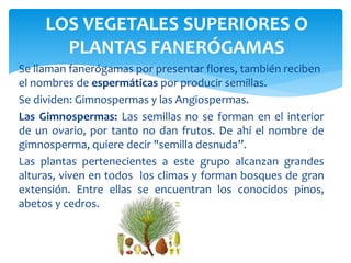 LOS VEGETALES SUPERIORES O 
PLANTAS FANERÓGAMAS 
Se llaman fanerógamas por presentar flores, también reciben 
el nombres de espermáticas por producir semillas. 
Se dividen: Gimnospermas y las Angiospermas. 
Las Gimnospermas: Las semillas no se forman en el interior 
de un ovario, por tanto no dan frutos. De ahí el nombre de 
gimnosperma, quiere decir "semilla desnuda”. 
Las plantas pertenecientes a este grupo alcanzan grandes 
alturas, viven en todos los climas y forman bosques de gran 
extensión. Entre ellas se encuentran los conocidos pinos, 
abetos y cedros. 
 