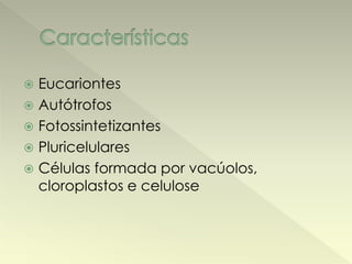  Eucariontes 
 Autótrofos 
 Fotossintetizantes 
 Pluricelulares 
 Células formada por vacúolos, 
cloroplastos e celulose 
 