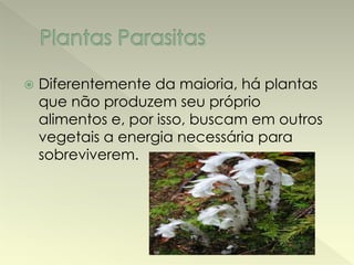  Diferentemente da maioria, há plantas 
que não produzem seu próprio 
alimentos e, por isso, buscam em outros 
vegetais a energia necessária para 
sobreviverem. 
 