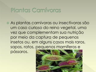  As plantas carnívoras ou insectívoras são 
um caso curioso do reino vegetal, uma 
vez que complementam sua nutrição 
por meio da captura de pequenos 
insetos ou, em alguns casos mais raros, 
sapos, ratos, pequenos mamíferos e 
pássaros. 
 
