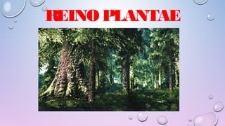 REINO PLANTAE
 
