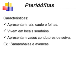 Pteridófitas
Características:
 Apresentam raiz, caule e folhas.
 Vivem em locais sombrios.
 Apresentam vasos condutores de seiva.
Ex.: Samambaias e avencas.
 