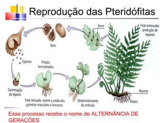 Reprodução das Pteridófitas
Esse processo recebe o nome de ALTERNÂNCIA DE
GERAÇÕES
 