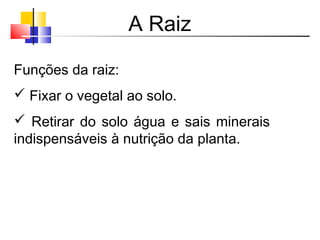 A Raiz
Funções da raiz:
 Fixar o vegetal ao solo.
 Retirar do solo água e sais minerais
indispensáveis à nutrição da planta.
 