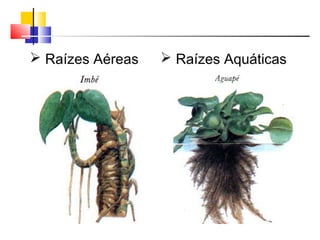  Raízes Aéreas  Raízes Aquáticas
 