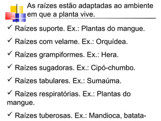  Raízes suporte. Ex.: Plantas do mangue.
 Raízes com velame. Ex.: Orquídea.
 Raízes grampiformes. Ex.: Hera.
 Raízes sugadoras. Ex.: Cipó-chumbo.
 Raízes tabulares. Ex.: Sumaúma.
 Raízes respiratórias. Ex.: Plantas do
mangue.
 Raízes tuberosas. Ex.: Mandioca, batata-
As raízes estão adaptadas ao ambiente
em que a planta vive.
 