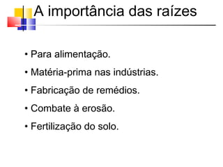 A importância das raízes
• Para alimentação.
• Matéria-prima nas indústrias.
• Fabricação de remédios.
• Combate à erosão.
• Fertilização do solo.
 