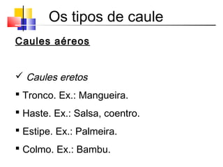 Os tipos de caule
Caules aéreos
 Caules eretos
 Tronco. Ex.: Mangueira.
 Haste. Ex.: Salsa, coentro.
 Estipe. Ex.: Palmeira.
 Colmo. Ex.: Bambu.
 