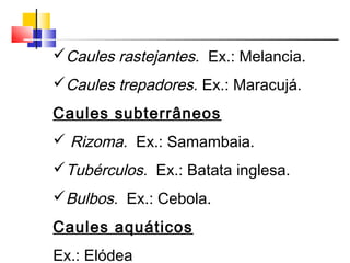 Caules rastejantes. Ex.: Melancia.
Caules trepadores. Ex.: Maracujá.
Caules subterrâneos
 Rizoma. Ex.: Samambaia.
Tubérculos. Ex.: Batata inglesa.
Bulbos. Ex.: Cebola.
Caules aquáticos
Ex.: Elódea
 