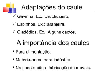 Adaptações do caule
 Gavinha. Ex.: chuchuzeiro.
 Espinhos. Ex.: laranjeira.
 Cladódios. Ex.: Alguns cactos.
A importância dos caules
 Para alimentação.
 Matéria-prima para indústria.
 Na construção e fabricação de móveis.
 