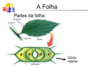 A Folha
Partes da folha:
Célula
vegetal
 