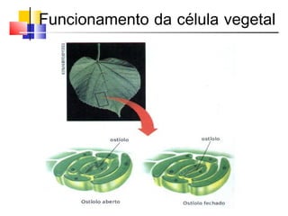 Funcionamento da célula vegetal
 