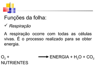 Funções da folha:
 Respiração
A respiração ocorre com todas as células
vivas. É o processo realizado para se obter
energia.
O2 +
NUTRIENTES
ENERGIA + H2O + CO2
 