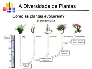 A Diversidade de Plantas
Como as plantas evoluíram?
 