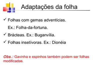 Adaptações da folha
 Folhas com gemas adventícias.
Ex.: Folha-da-fortuna.
 Brácteas. Ex.: Buganvília.
 Folhas insetívoras. Ex.: Dionéia
Obs.: Gavinha e espinhos também podem ser folhas
modificadas.
 