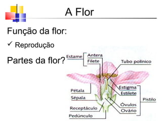 A Flor
Função da flor:
 Reprodução
Partes da flor?
 